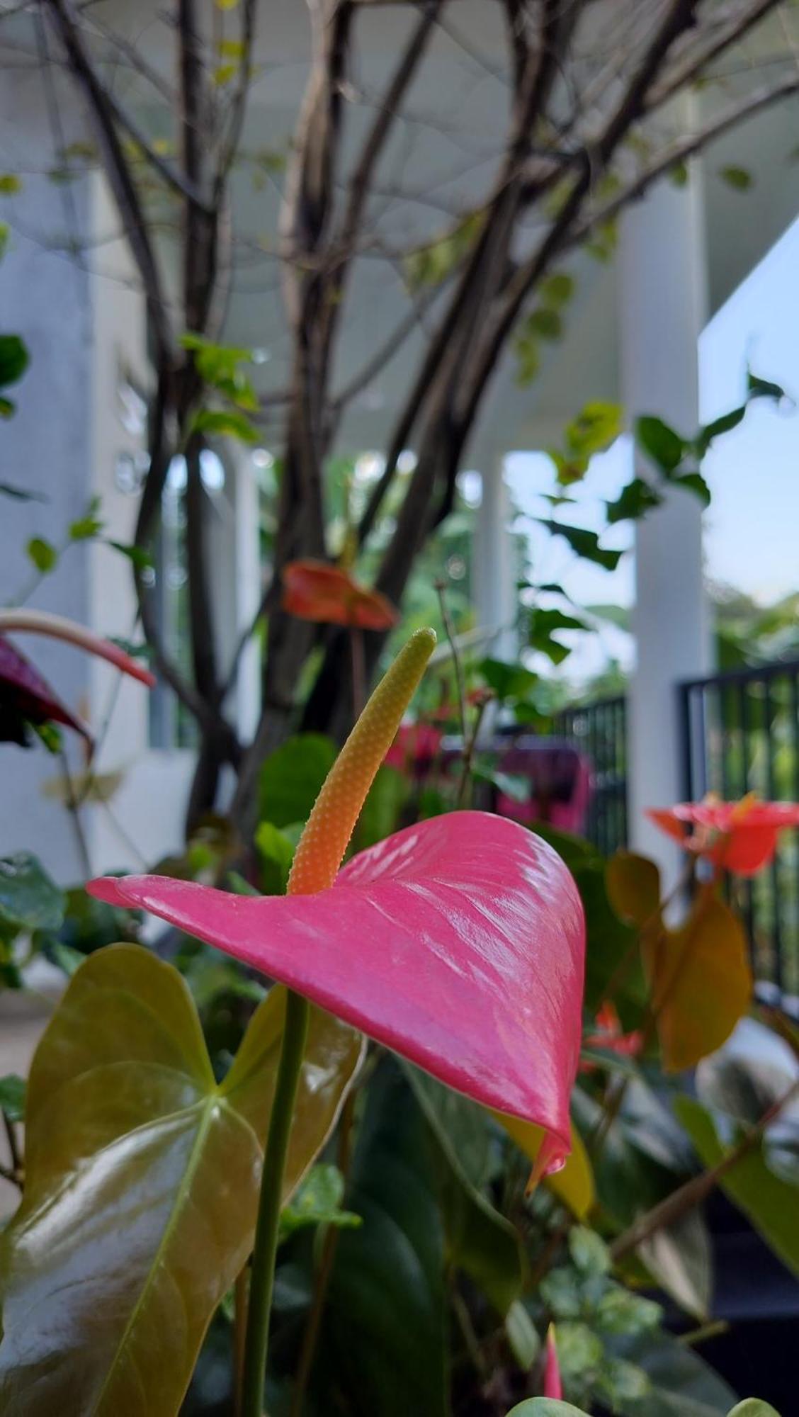 The Bliss Homestay Ела Екстериор снимка